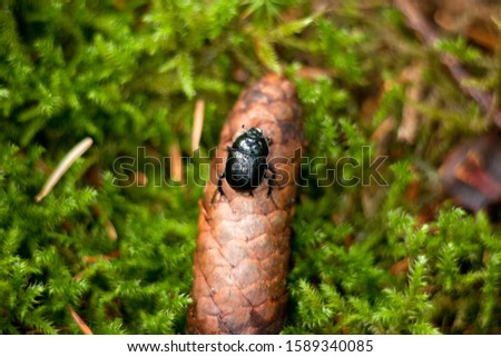 dor beetle - Anoplotrupes stercorosus. black dung beetle Royalty-Free Stock Photo #1589340085