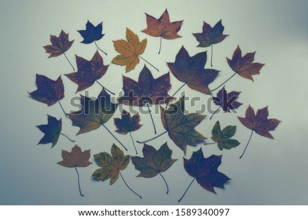 Dry blue and purple color leaves background. Leaves foliage. Creative and moody color of the picture. Nature concept.