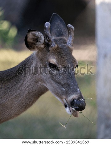 Deer animal White-tailed dear head close-up profile view eating grass with bokeh background, displaying head, antlers, ears, eye, mouth, nose, brown fur in its surrounding and environment.