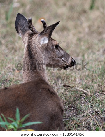 Deer animal White-tailed dear head close-up profile view with bokeh background displaying head, antlers, ears, eye, mouth, nose, brown fur in its surrounding and environment.
