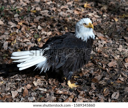 Bald Eagle bird close-up profile view surrounded by foliage background, displaying brown plumage, body, head, eye, beak, talons, feathers.