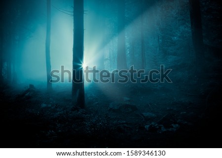 Fairytale landscape. Mysterious flash light in the dark blue toned spooky forest, among tree trunks. 