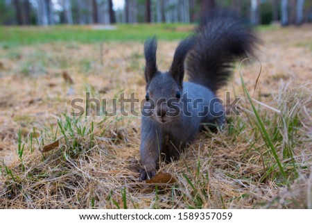 Siberian squirrel in the forest.