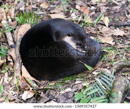 Otter animal resting in a bed of foliage and displaying brown fur, body, head, nose, ears, eyes, tail, paws in its environment and surrounding.