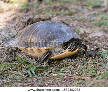 Turtle close-up profile view on green grass digging a hole for hatching eggs in its surrounding and environment.