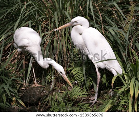 White Heron bird couple interacting with a close-up profile view displaying white plumage, body, head, eye, beak, long neck, with foliage background in its environment and surrounding.