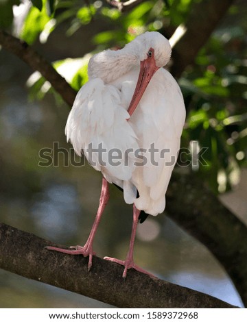 White Ibis bird close-up profile view  perched with bokeh background displaying long beak, white plumage, white body, red legs in its environment and surrounding.