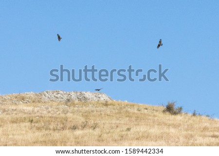 eagles circling in the blue sky