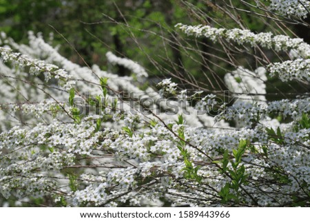 White flowers of spring trees in Hokkaido, Japan