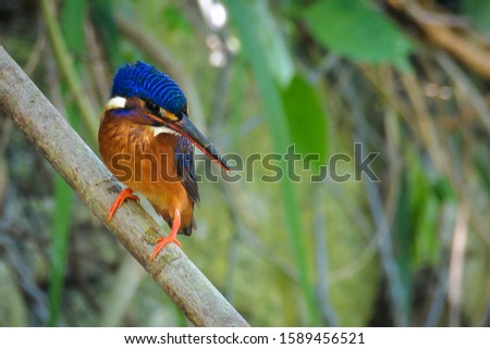 A diminutive dark blue forest kingfisher, the blue-eared kingfisher (Alcedo meninting) sat on a tree branch near a stream to catch a fish.