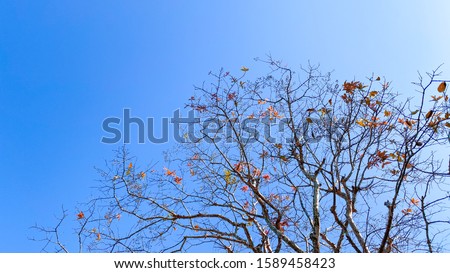 Background photo of tree branches with autumn leaves against clear blue sky, space for text and design
