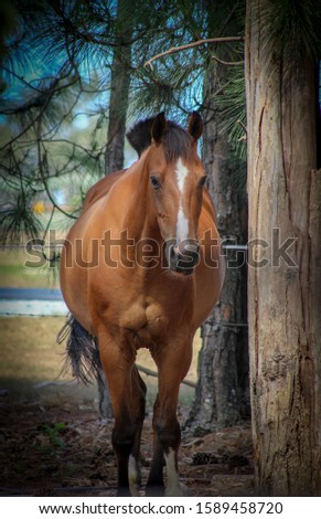 A vibrant photograph of a horse on a property in Brisbane, Australia. 