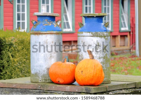 Two historic milk cans are accompanied by orange pumpkins in front of red farm buildings. 