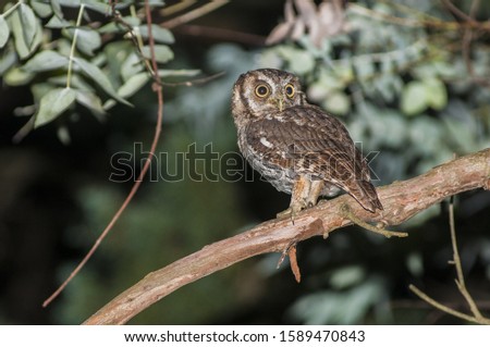 A closeup shot of an owl with big eyes sitting on a tree branch with blurred background
