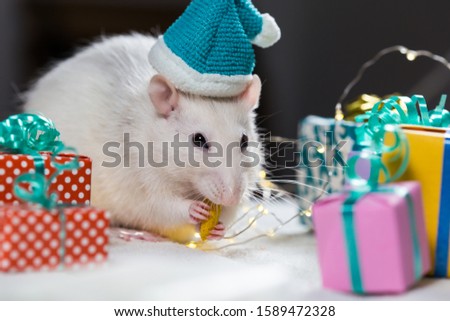 white rat in a santa hat sitting among small colorful presents and light garland; symbol of New Year 2020