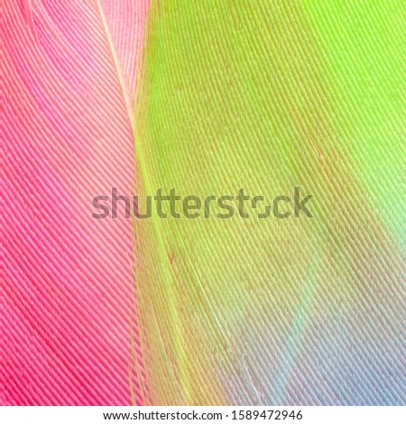 Macro photo of a yellow feather of a tropical bird, Close-up background