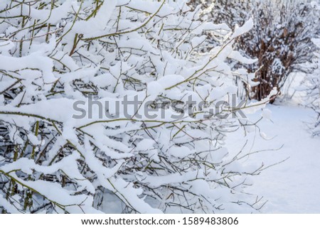 Snow covered bush branches. Fluffy snow on tree branches. Branches of bushes in the snow in winter day