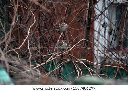 Funny birds are sitting on a branch in the winter garden. Sparrows are sitting on a branch