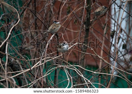 Funny birds are sitting on a branch in the winter garden. Sparrows are sitting on a branch