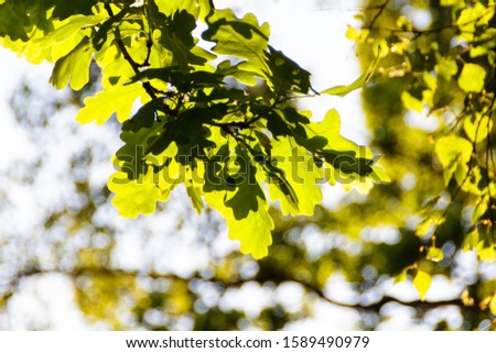 Oak leaves during flowering, close-up, background, screensaver. Park, bloom oak tree closeup, branches with oak leaves. Trees in spring against the bright sky. Tree branch with green yellow leaves. 