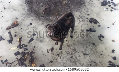 Wilderness Pictures Of a Pug
