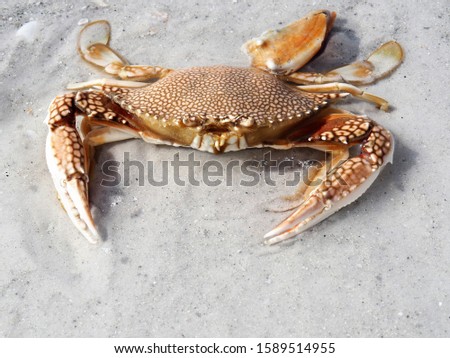 Spotted Beach Crab on Land