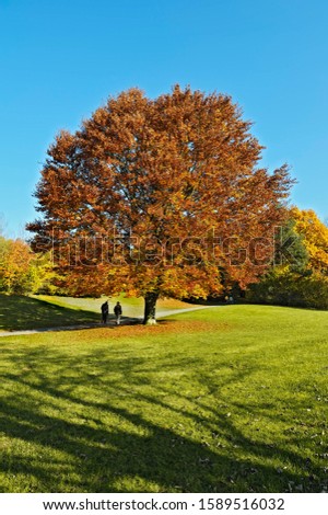 Beech tree (Fagus) in the autumnal Ostpark, Munich, Bavaria, Germany, Europe