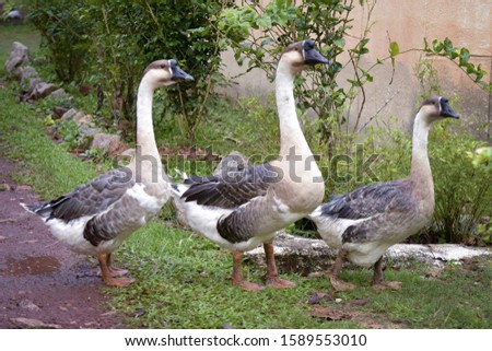 Amazing picture of group of Geese on the side of a lake in wilderness. The image perfectly represents: Goose floating, goose on water, goose in the lake, geese formation