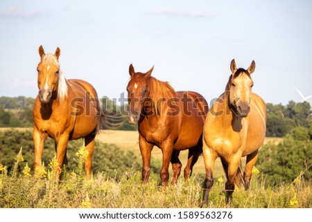 Three Brown Horses Standing in the Pasture  