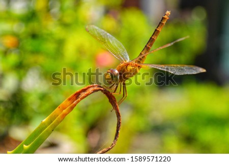 Macro close up nature of orange dragonfly with nature background in the park. The skimmers or perchers and their relatives form the Libellulidae, the largest dragonfly family in the world. 