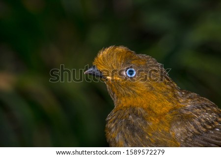 Portrait of a female Andean cock-of-the-rock (Rupicola peruvianus) with beautiful blue eyes and golden brown feathers photographed in a zoo tropical aviary. Two small spots edited out of feathers.
