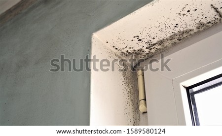 Toxic black mold growth. Damp water-damaged building Royalty-Free Stock Photo #1589580124
