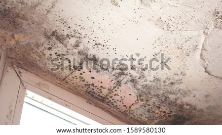 Stachybotrys chartarum also known as black mold or toxic black mold. The mold in cellulose-rich building materials from damp or water-damaged buildings Royalty-Free Stock Photo #1589580130