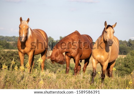 Group of Horses in the Pasture 