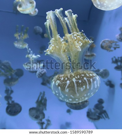 A photo of jellyfish swimming underwater the sea.