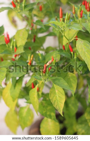 Picture of peppers in the backyard