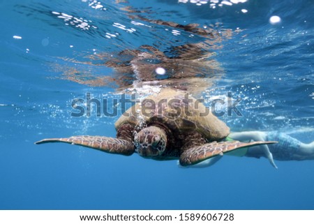 Underwater picture of turtle in Hawaii 