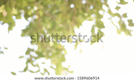 Abstract green nature blur background