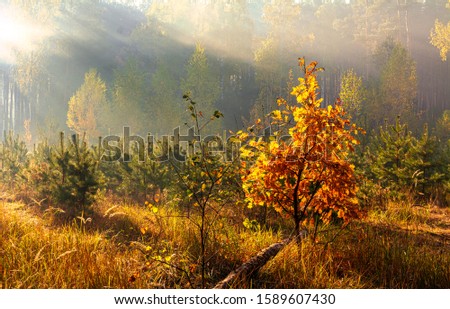 Forest. Autumn. A pleasant walk through the forest, dressed in an autumn outfit. The sun plays on the branches of trees and permeates the entire forest with its rays. Light fog makes the picture a lit