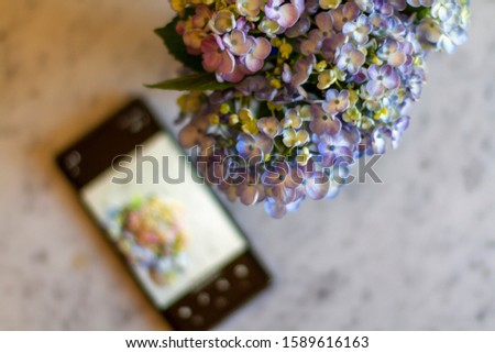 Taking a photograph of Hydrangea flowers with a smart phone camera.