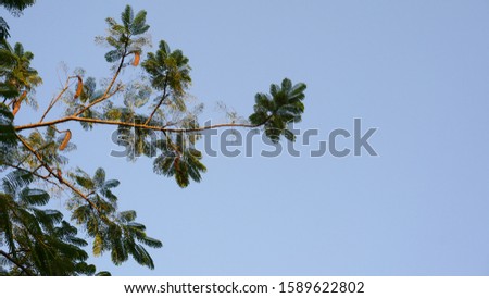 Image background  show green leaves and blue sky in evening autumn.
