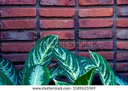 tropical green leaves, abstract green leaves texture, nature background