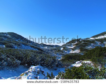 Winter alpine landscape bellow Vrh Korena in Kamnik-Savinja alps, Slovenia covered in snowed meadows and creeping pine
