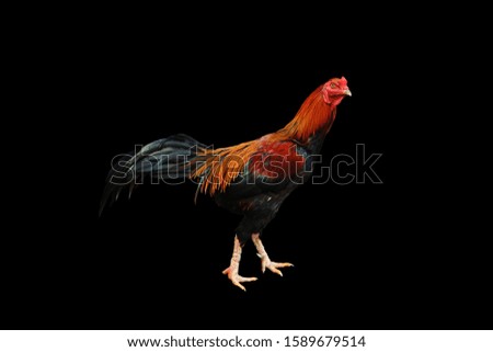 Asian male chicken or rooster isolated on black background. 