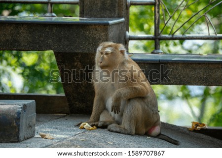 Cute monkey in national park in Thailand, Phuket