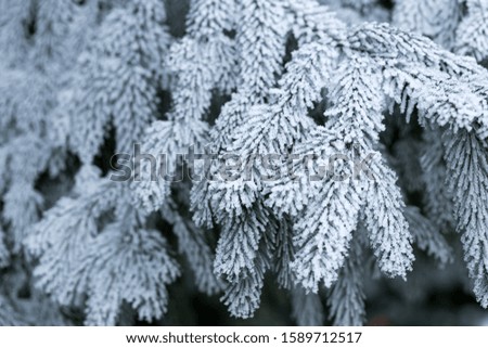 Frost on fir branches close up. Forest covered with snow and hoarfrost in winter day. Beauty of winter nature. Winter background with snowy frosty branch