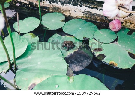 A frog on a lotus leaf. Frog resting on a lotus leaf in a litle lotus pond. 