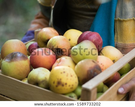 A man in a multi-colored jacket holds a box with red and green ripe apples. Screensaver for your desktop. Farm natural product. Ripened and overripe harvest.

