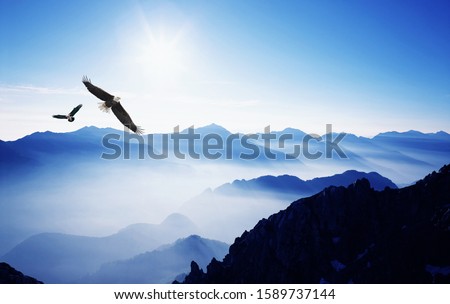 Eagles flying over the mountains