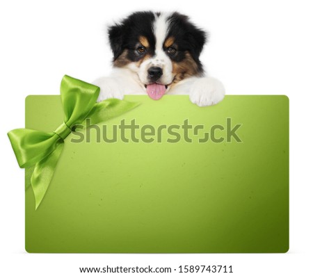 puppy dog showing green gift card with ribbon bow isolated on white background, vet and pet store template for christmas, greeting or promotional event